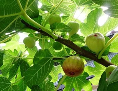itijiku (5).jpg