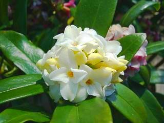 庭木 花木の関連記事 園芸ナビ 花と野菜の育て方