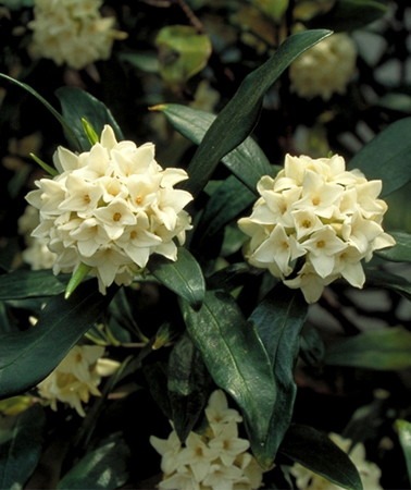 jintyogeA (1).jpg