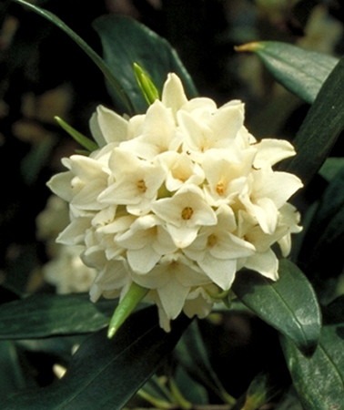 jintyogeA (2).jpg