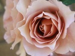 WAX [YiJulia's Rosej
