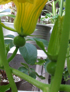 カボチャの着果と生長｜6月の野菜