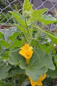 kabotya (2).jpg