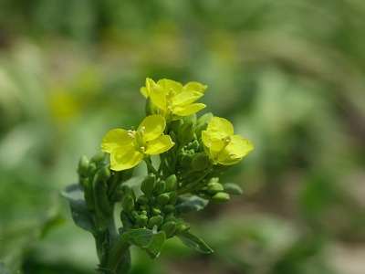 kabu1.jpg