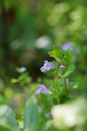 kakidosi (2).jpg