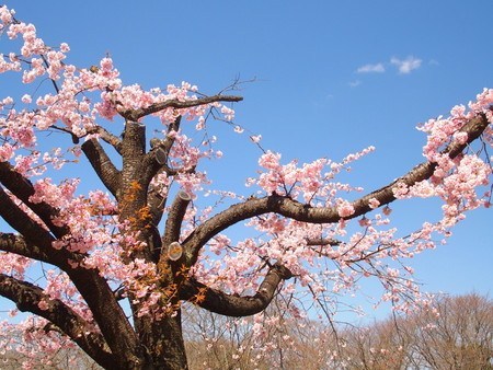 kanzakura.jpg