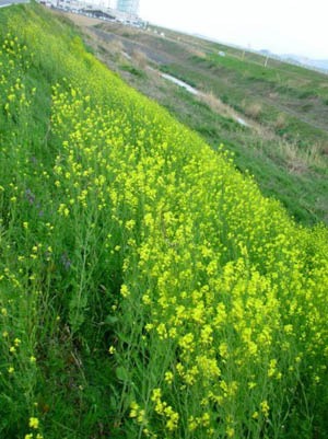 カラシナの栽培 園芸ナビ 花と野菜の育て方