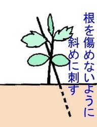 karisityu.jpg