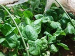 コマツナ（小松菜）のプランター栽培の育て方と食べ方