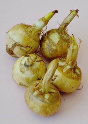 kuwai3.jpg