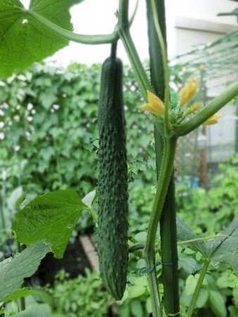 キュウリ 苗の選び方 園芸ナビ 花と野菜の育て方