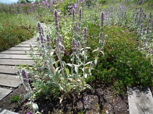 lamb’s-ear.jpg