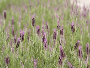 lavender.jpg