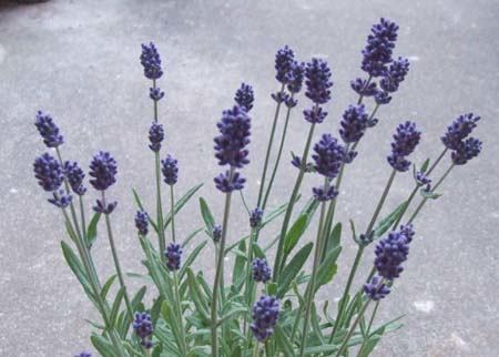 lavender (10).JPG