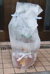 lemon201620.jpg