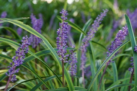 liriope.jpg