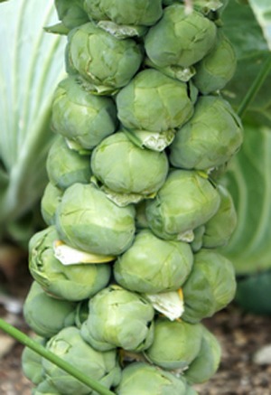 mekyabetu (2).jpg