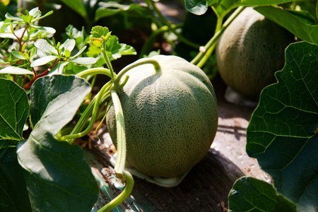 melon.jpg
