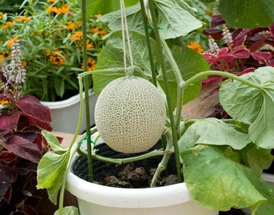 月別アーカイブ 園芸ナビ 花と野菜の育て方