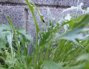 mizuna003.JPG