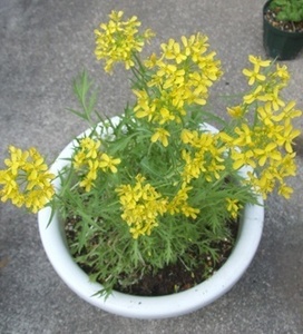 mizuna004.JPG