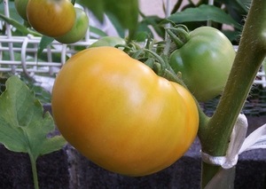 大玉トマト 地植えの育て方