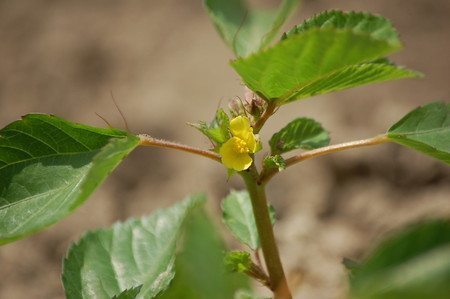 moroheya (2).jpg