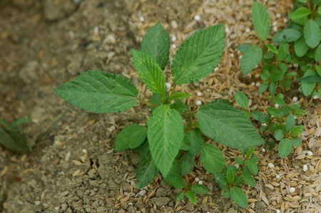 モロヘイヤ プランターの育て方 園芸ナビ 花と野菜の育て方