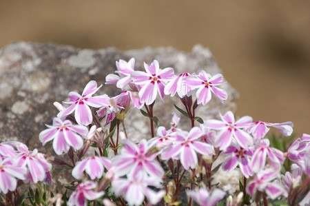 moss phlox.jpg