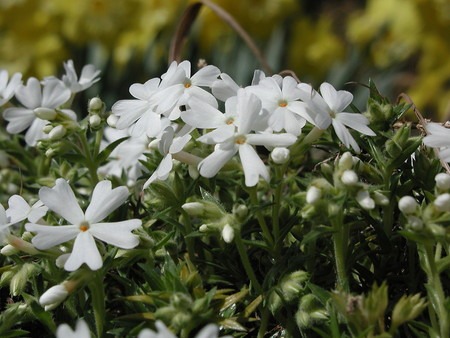 moss phlox (1).jpg