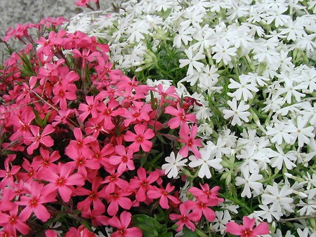 moss phlox (2).jpg