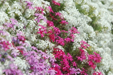moss phlox (2).jpg