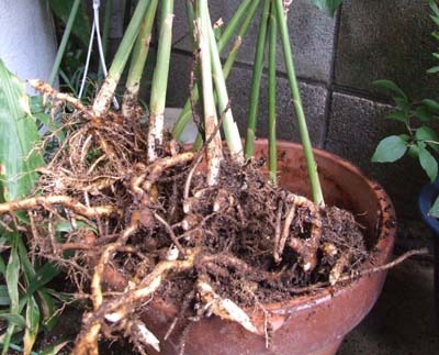 myoga (2).jpg