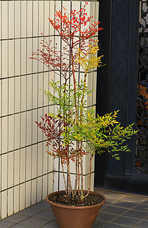 庭木 花木の関連記事 園芸ナビ 花と野菜の育て方