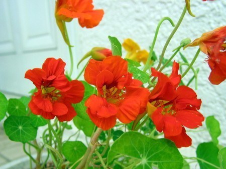 nasturtium.jpg