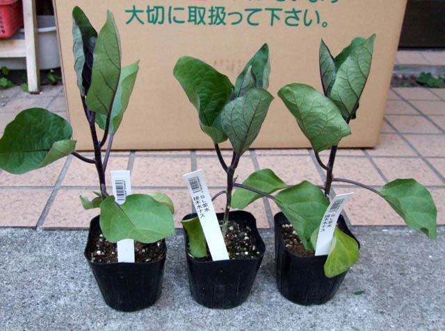 nasu-tugikinae.JPG