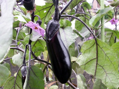 nasutohana300.jpg