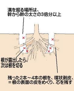 nemawasi.jpg