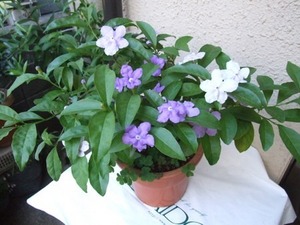 nioibanmaturi20(2).jpg