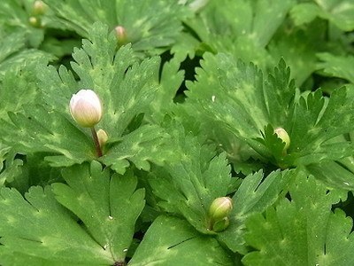 nirinso (1).jpg