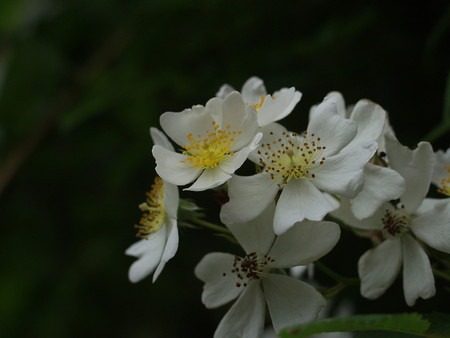 noibara (1).jpg