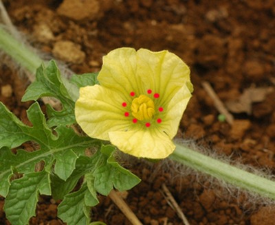 園芸ナビ 花と野菜の育て方