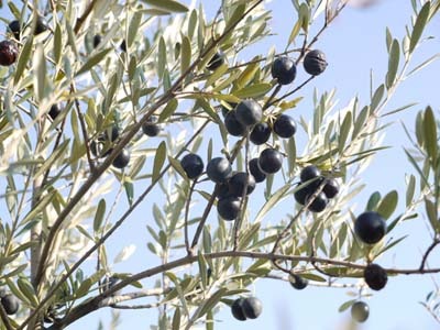 olive20(27).jpg