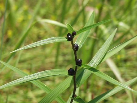 oniyuri-mukago (2).jpg