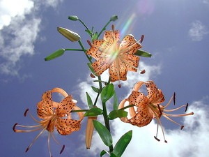 ユリの関連記事 園芸ナビ 花と野菜の育て方