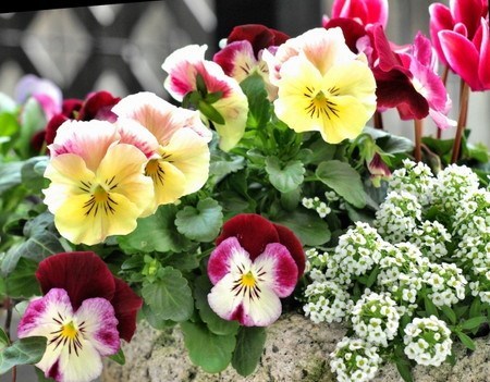 pansy0.jpg