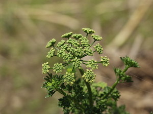 parsley (3).jpg