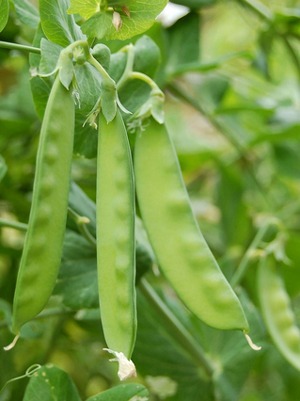 pea1.jpg