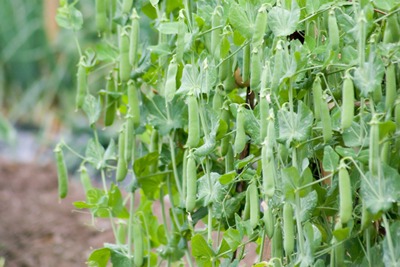 pea3.jpg