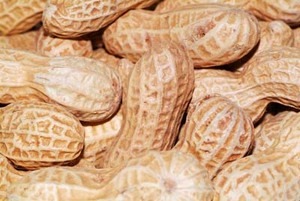 peanut (1).jpg
